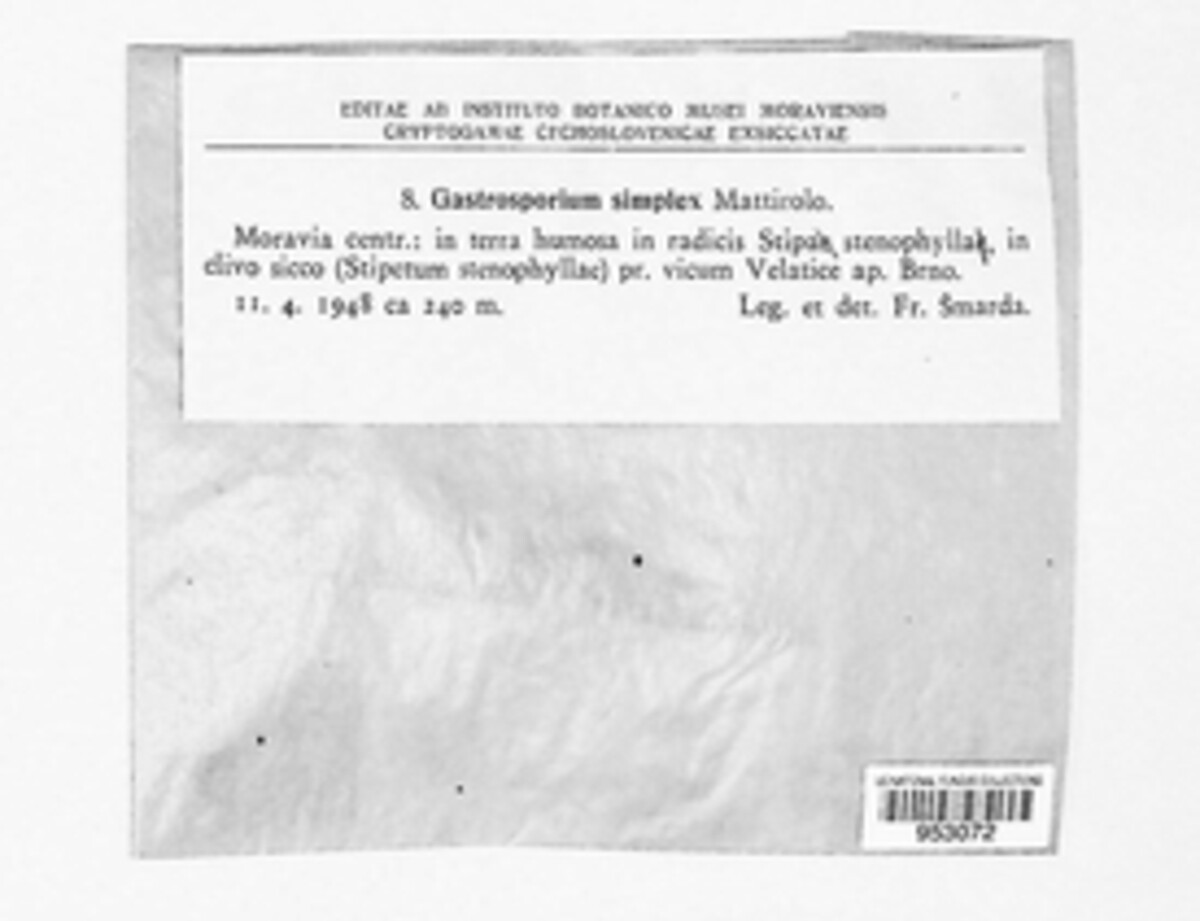 Gastrosporium simplex image